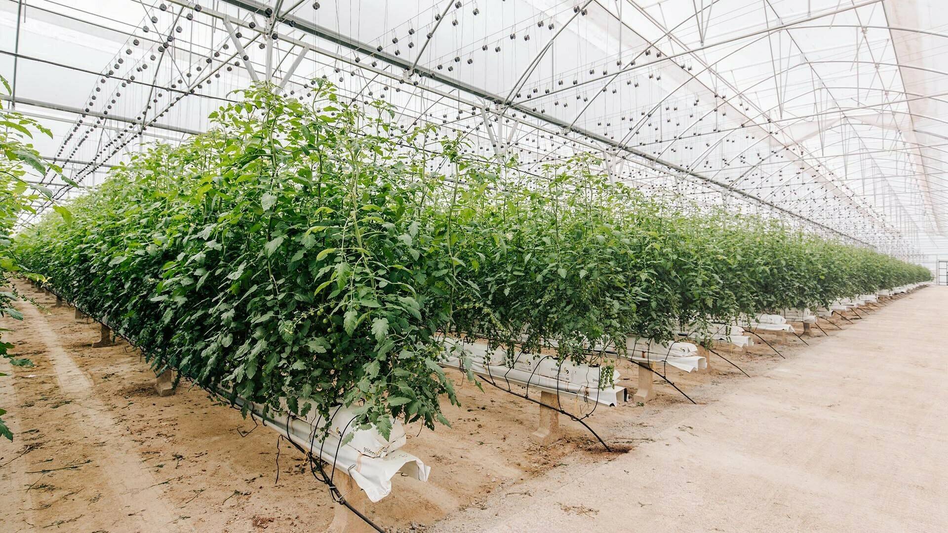 projar-tomate-hidroponico|projar-riego-cultivos